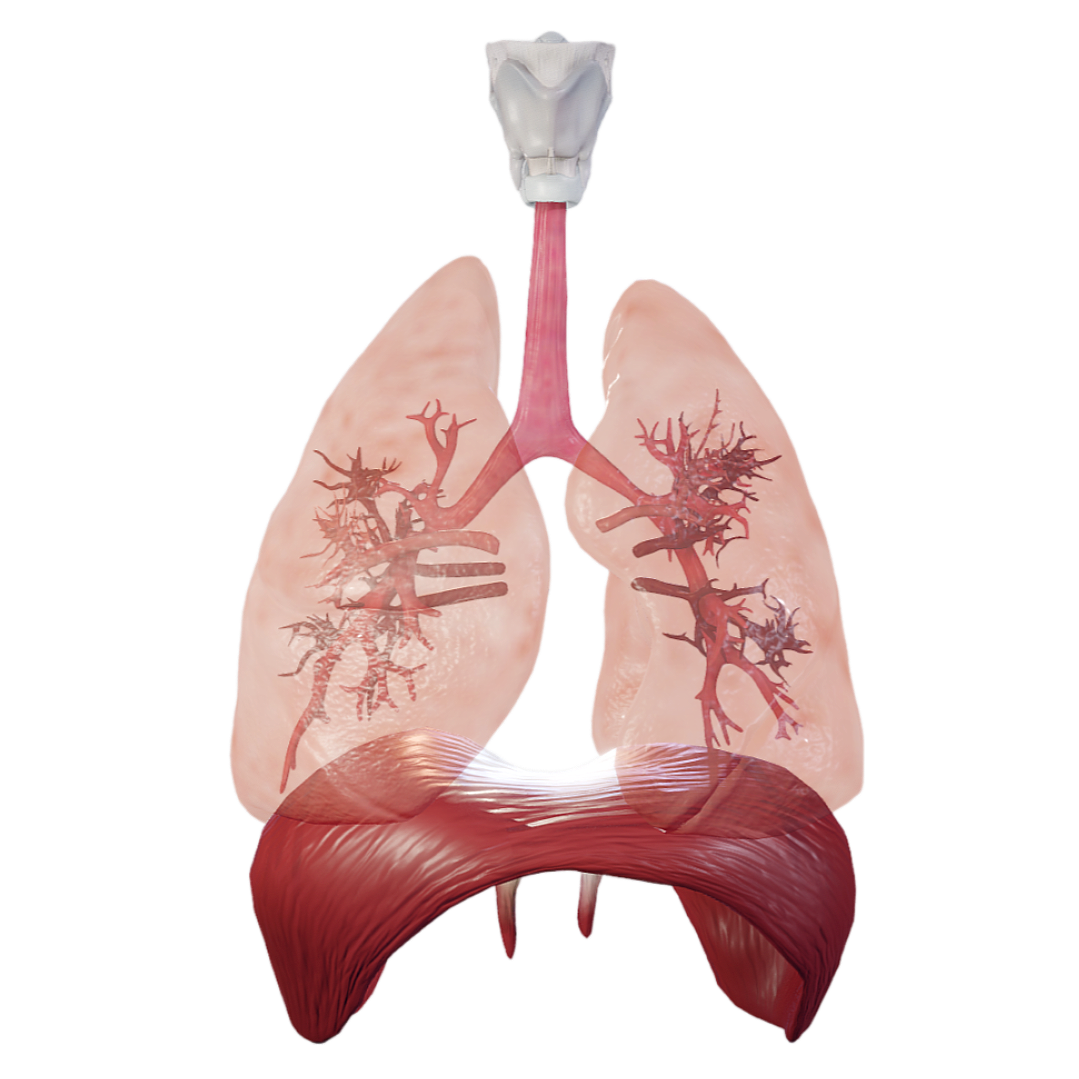 肺部运动动画（医学3D透视模型） | 医学,医学3D模型,人体模型,医学模型,医学科普,医用3D结构图,医学3D透视模型,肺部动画,肺部运动,肺部结构,3D模型,3D打印,3D素材,obj,glTF,fbx,dae,stl,3ds,glb,usdz,3dmax,blender模型,VisionPro,3D建模,3D扫描,3d打印模型