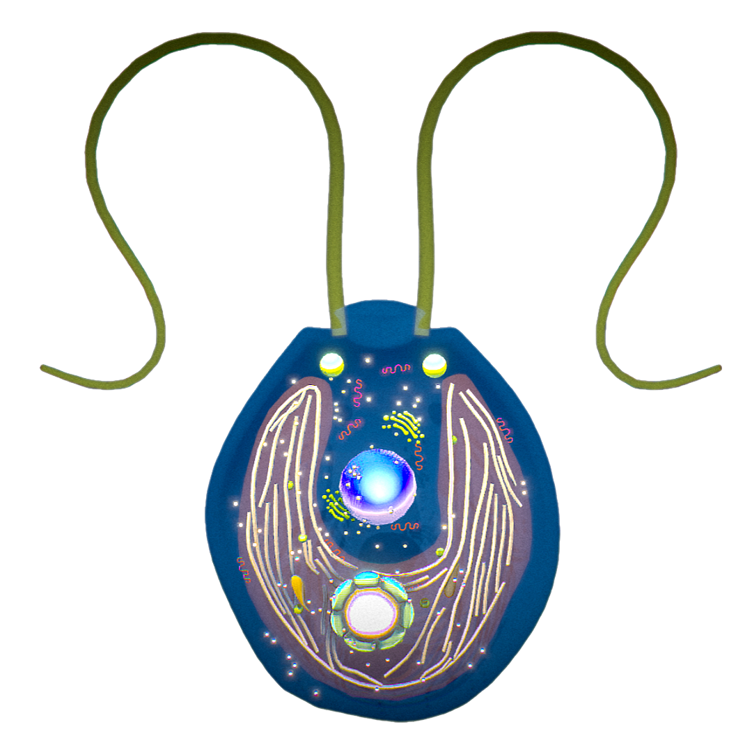 衣藻（微观3D剖面图） | 生物,单细胞生物,生物科普,单细胞,微生物,Chlamydomonas,衣藻科,单衣藻,衣藻剖面图,绿藻,3D模型,3D打印,3D素材,obj,glTF,fbx,dae,stl,3ds,glb,usdz,3dmax,blender模型,VisionPro,3D建模,3D扫描,3d打印模型