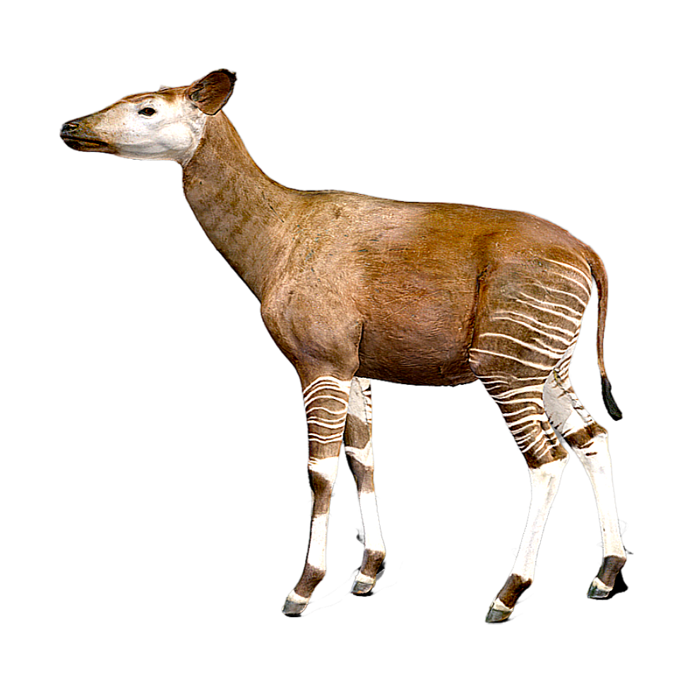 㺢㹢狓标本 | 动物,哺乳动物,生物,保护动物,生物科普,OkapiaJohnstoni,㺢㹢狓,长颈鹿科,㺢㹢狓标本,非洲独角兽,3D模型,3D打印,3D素材,obj,glTF,fbx,dae,stl,3ds,glb,usdz,3dmax,blender模型,VisionPro,3D建模,3D扫描,3d打印模型