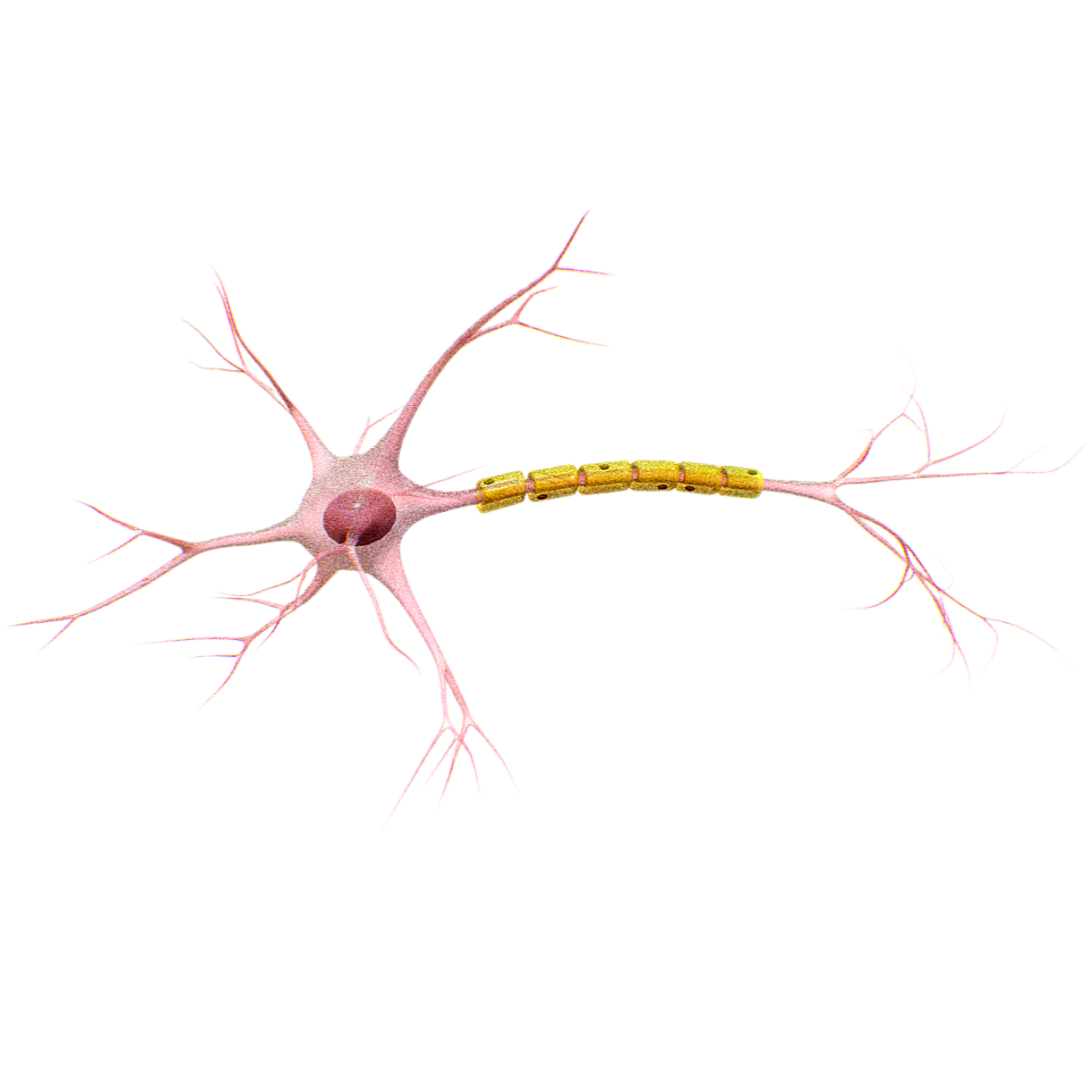 神经元的结构 | 科普教育,细胞,神经细胞,生物科普,微生物,微观3D结构图,神经元,神经元结构,神经,3D模型,3D打印,3D素材,obj,glTF,fbx,dae,stl,3ds,glb,usdz,3dmax,blender模型,VisionPro,3D建模,3D扫描,3d打印模型