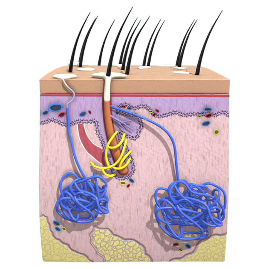 人体皮肤汗腺（医学3D剖面图） | 科普教育,示意图,剖面图,多细胞腺,腺体,分泌腺,医学科普,汗腺结构,人体皮肤汗腺,医学3D剖面图,3D模型,3D打印,3D素材,obj,glTF,fbx,dae,stl,3ds,glb,usdz,3dmax,blender模型,VisionPro,3D建模,3D扫描,3d打印模型