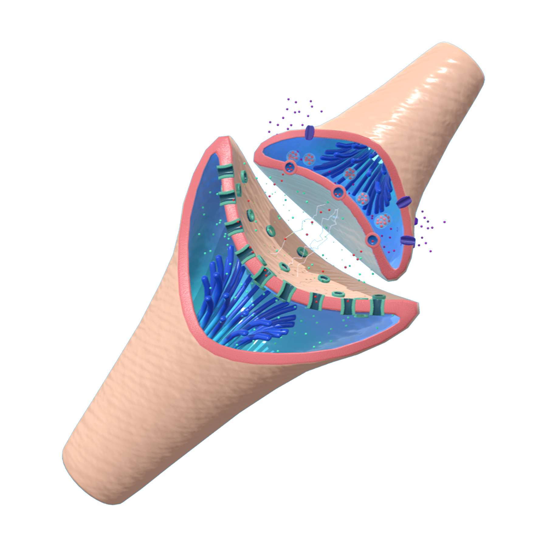 额叶皮层突触传递（医学3D示意图） | 神经细胞,医学科普,传导神经,医学3D示意图,神经元,额叶皮层突触传递,突触传递,神经元突触传递,微观示意图,额叶皮层神经元,3D模型,3D打印,3D素材,obj,glTF,fbx,dae,stl,3ds,glb,usdz,3dmax,blender模型,VisionPro,3D建模,3D扫描,3d打印模型