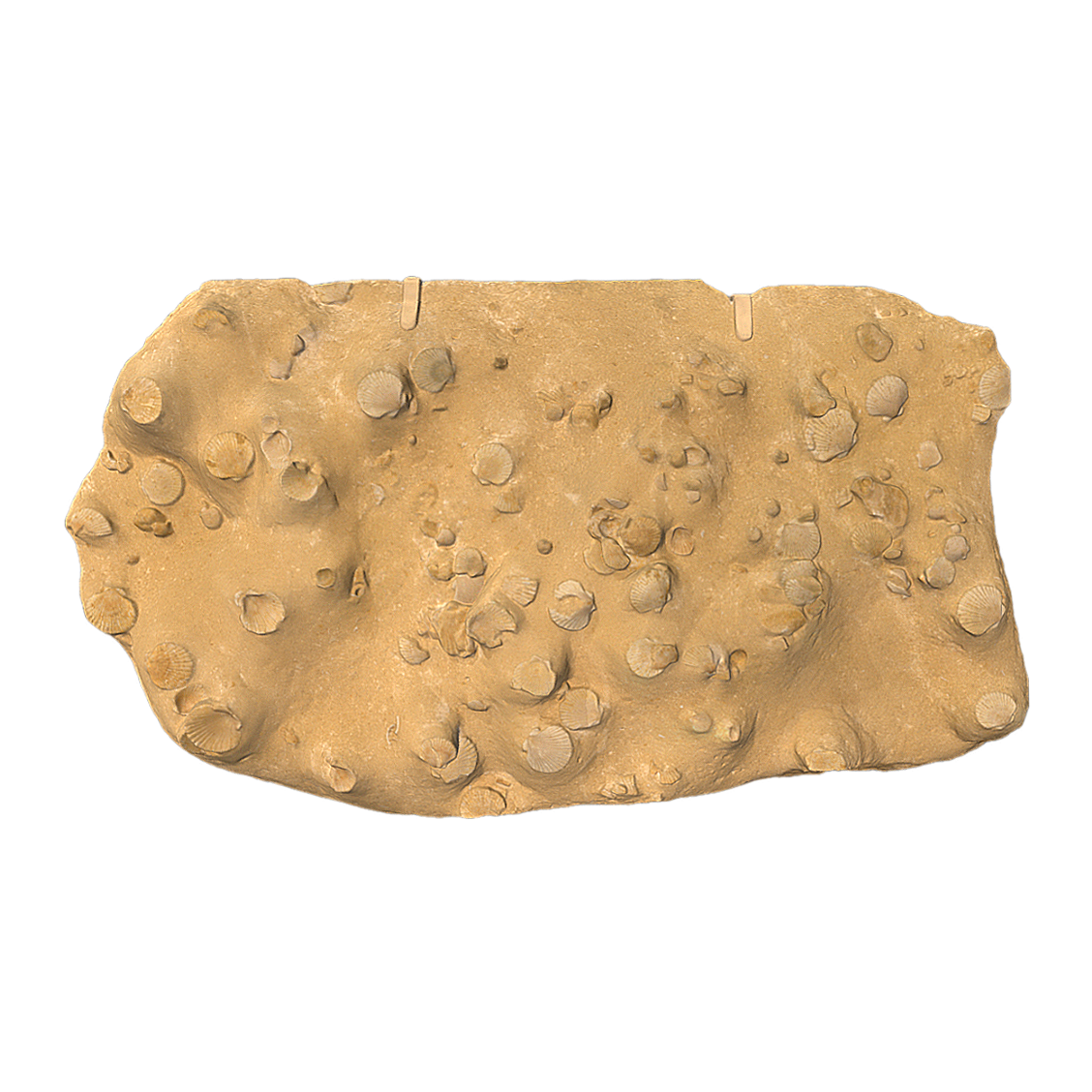 莱塔石灰岩 | 地理,岩石,岩石3D模型,石块,矿物学科普,莱塔石灰岩,石灰岩,莱塔山脉,莱塔山脉岩石,石灰岩化石,3D模型,3D打印,3D素材,obj,glTF,fbx,dae,stl,3ds,glb,usdz,3dmax,blender模型,VisionPro,3D建模,3D扫描,3d打印模型