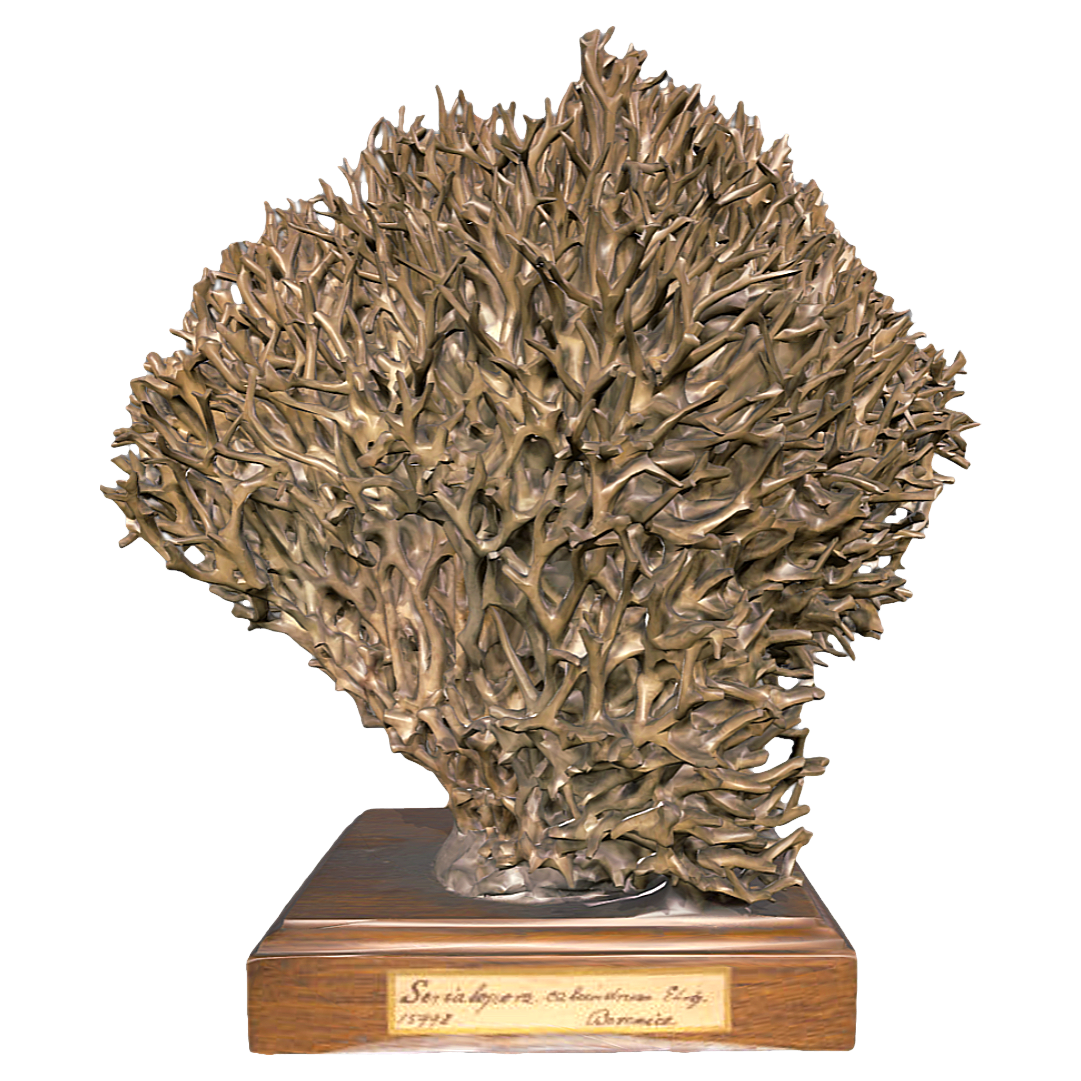 绿鸟巢珊瑚标本 | 海洋生物,珊瑚,珊瑚3D模型,珊瑚标本,绿鸟巢珊瑚,绿鸟巢珊瑚标本,Pocilloporidae科,群体硬珊瑚,硬珊瑚,SeriatoporaCaliendrum,3D模型,3D打印,3D素材,obj,glTF,fbx,dae,stl,3ds,glb,usdz,3dmax,blender模型,VisionPro,3D建模,3D扫描,3d打印模型