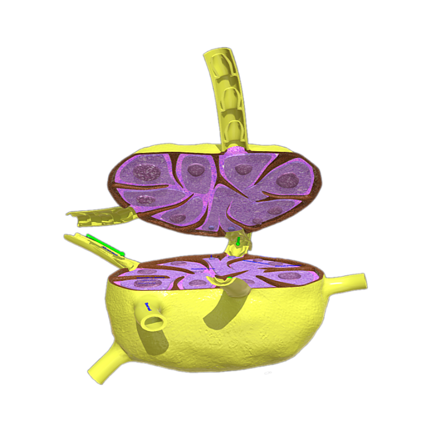 淋巴结解剖组织（3D剖面结构图） | 医学3D模型,医学模型,3D剖面结构图,淋巴结,淋巴结组织,淋巴组织,淋巴结构,淋巴结构剖面图,医学3D剖面模型,3D模型,3D打印,3D素材,obj,glTF,fbx,dae,stl,3ds,glb,usdz,3dmax,blender模型,VisionPro,3D建模,3D扫描,3d打印模型