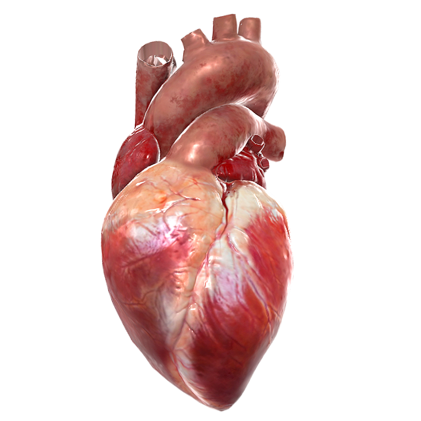 跳动的人体心脏（3D动画模型） | 医学3D模型,医学模型,人体器官,器官,心脏,人体心脏,医学科普,3D动画模型,跳动的心脏,心脏模型,3D模型,3D打印,3D素材,obj,glTF,fbx,dae,stl,3ds,glb,usdz,3dmax,blender模型,VisionPro,3D建模,3D扫描,3d打印模型