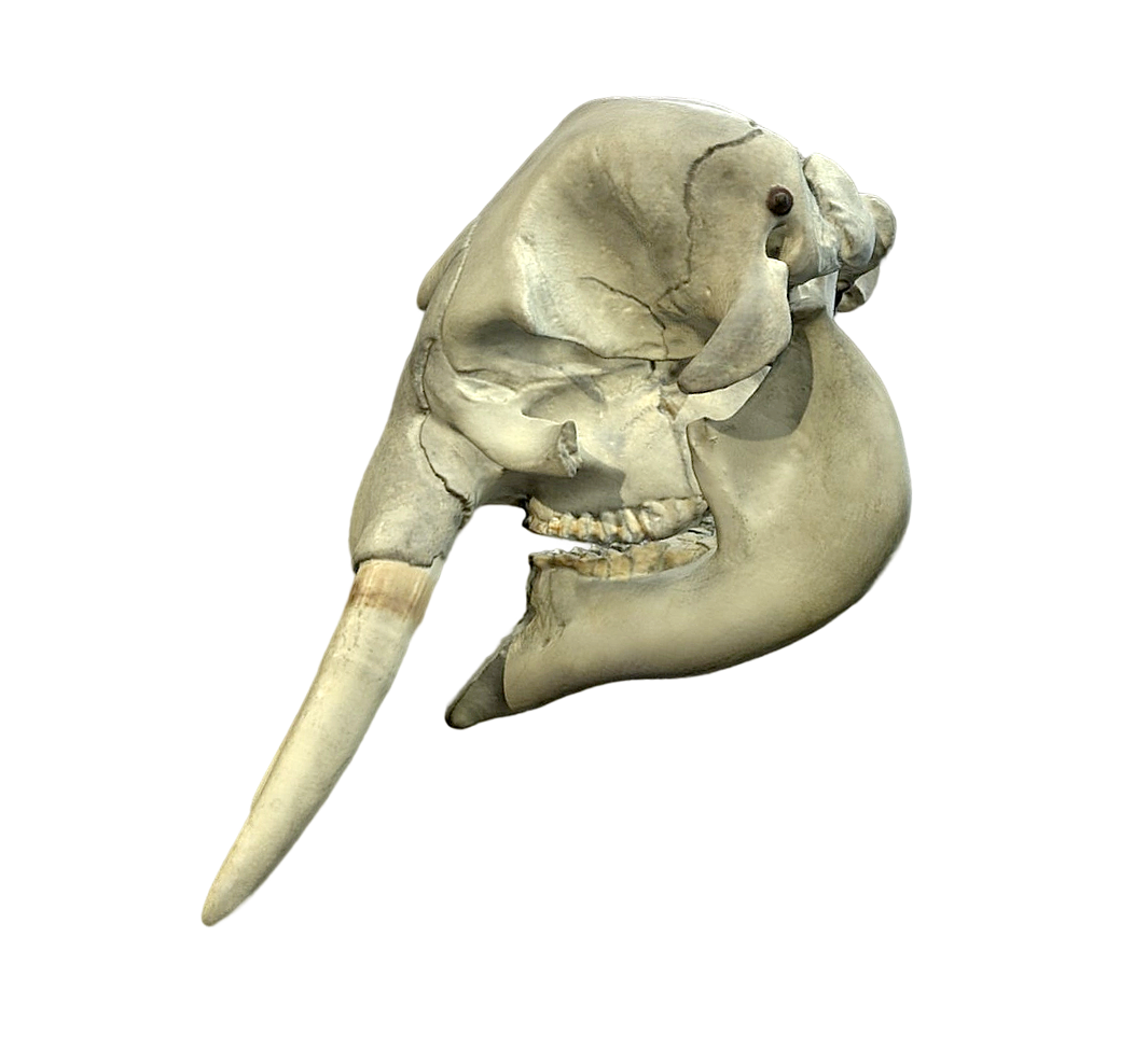 非洲森林象头骨 | 大象,头骨,骨头,骨头3D模型,非洲森林象,非洲森林象头骨,象头骨,森林象,大象骨头,Loxodonta,3D模型,3D打印,3D素材,obj,glTF,fbx,dae,stl,3ds,glb,usdz,3dmax,blender模型,VisionPro,3D建模,3D扫描,3d打印模型