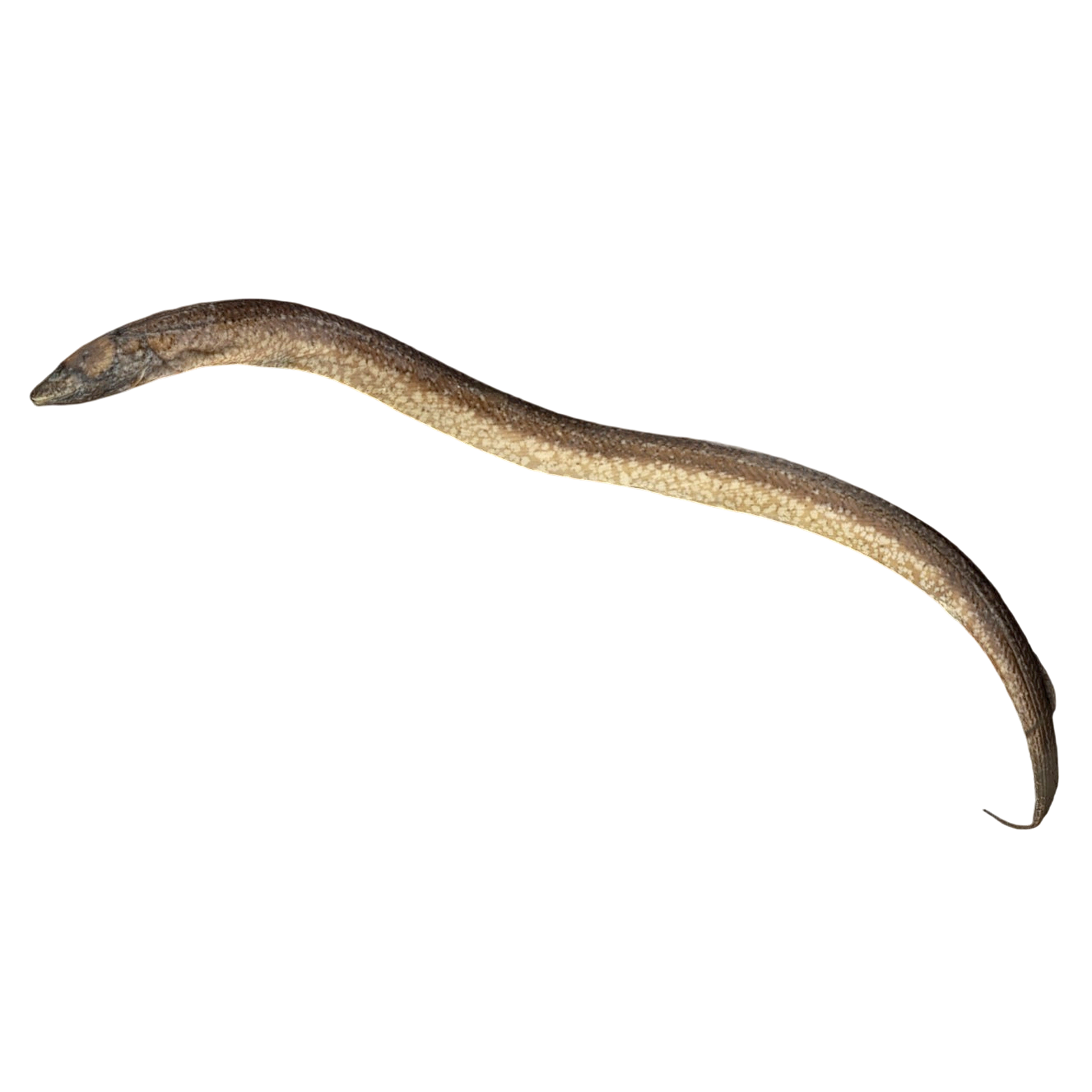 亚洲泥鳅标本 | 鱼类,标本,标本3D模型,淡水鱼,鱼类标本,泥鳅,亚洲泥鳅标本,AsianSwampEel,亚洲泥鳅,合鳃鱼科,3D模型,3D打印,3D素材,obj,glTF,fbx,dae,stl,3ds,glb,usdz,3dmax,blender模型,VisionPro,3D建模,3D扫描,3d打印模型