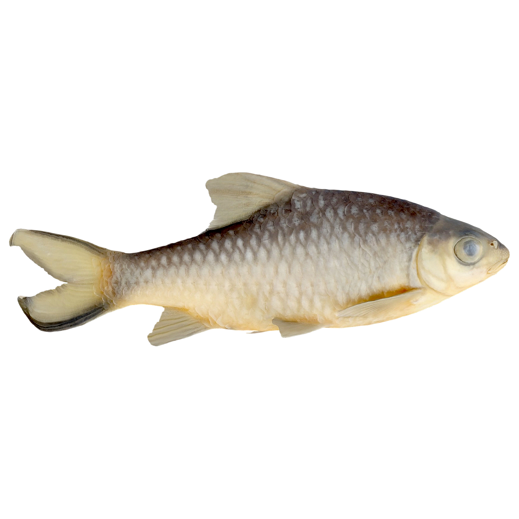 草鱼标本 | 鱼类,标本,标本3D模型,淡水鱼,鱼类标本,鲤科,CtenopharyngodonLdella,草鱼,草鱼标本,3D模型,3D打印,3D素材,obj,glTF,fbx,dae,stl,3ds,glb,usdz,3dmax,blender模型,VisionPro,3D建模,3D扫描,3d打印模型