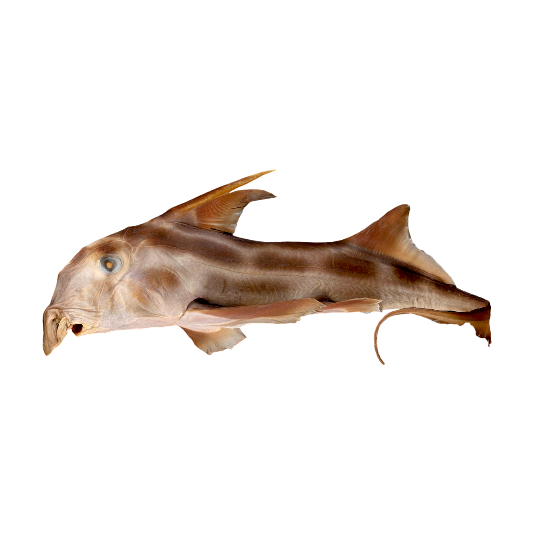 鬼鲨标本 | 鲨鱼,鱼类,海洋生物,标本,标本3D模型,鬼鲨标本,Chimaera,鬼鲨,银鲛科,银鲛,3D模型,3D打印,3D素材,obj,glTF,fbx,dae,stl,3ds,glb,usdz,3dmax,blender模型,VisionPro,3D建模,3D扫描,3d打印模型