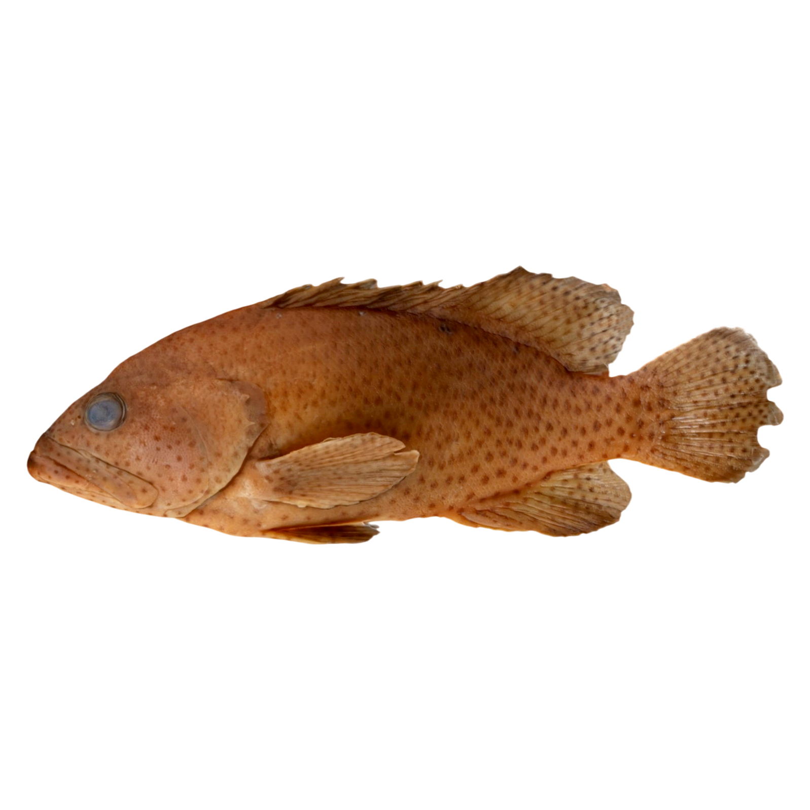 格雷氏石斑鱼标本 | 鱼类,海洋生物,标本,标本3D模型,鱼类标本,格雷氏石斑鱼标本,格雷氏石斑鱼,CephalopholisCruentata,石斑鱼,鮨科,3D模型,3D打印,3D素材,obj,glTF,fbx,dae,stl,3ds,glb,usdz,3dmax,blender模型,VisionPro,3D建模,3D扫描,3d打印模型