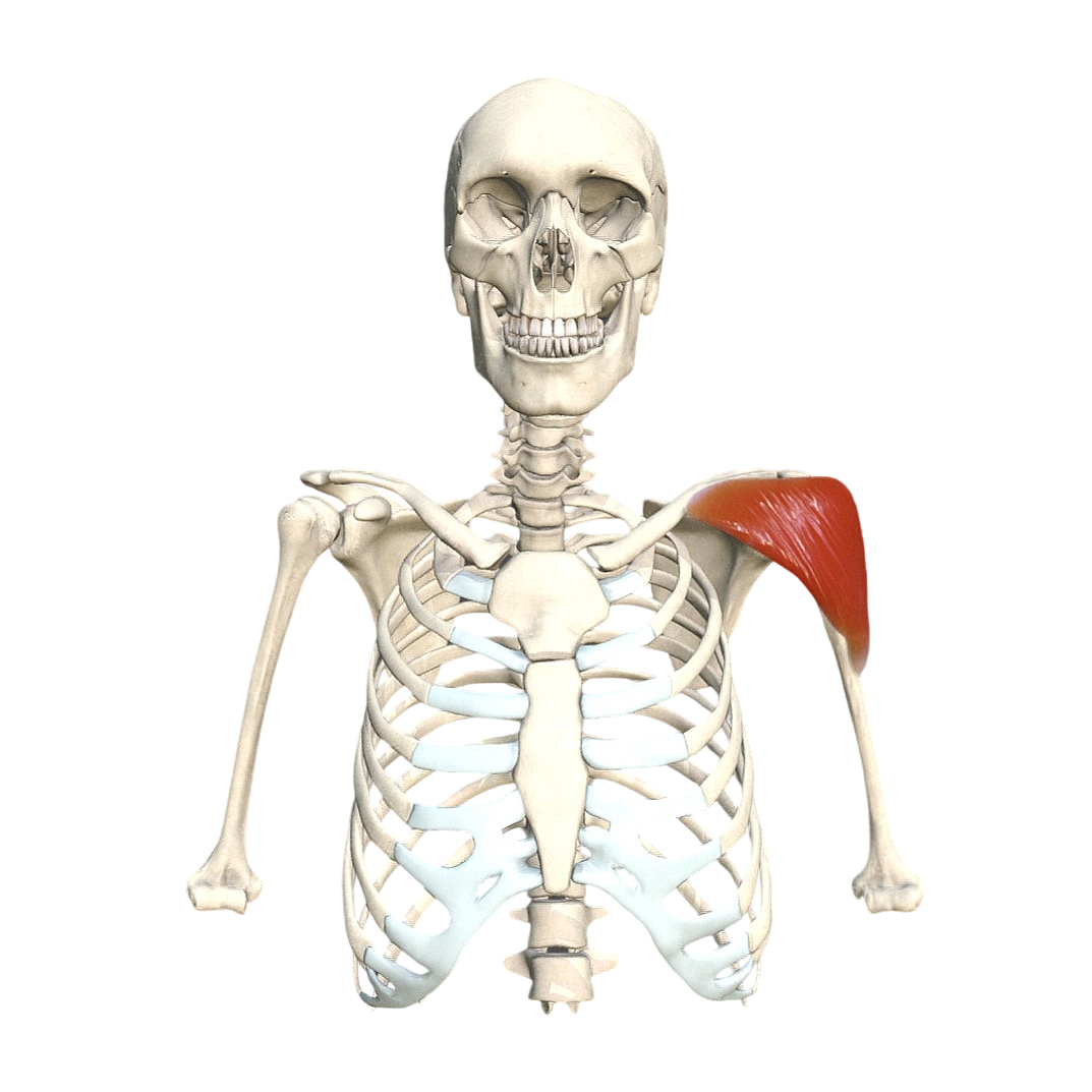 三角肌医学模型 | 肌肉,医学模型,医学科普,三角肌医学模型,医学模型3D模型,三角肌,肌肉模型,人体肌肉,3D模型,3D打印,3D素材,obj,glTF,fbx,dae,stl,3ds,glb,usdz,3dmax,blender模型,VisionPro,3D建模,3D扫描,3d打印模型