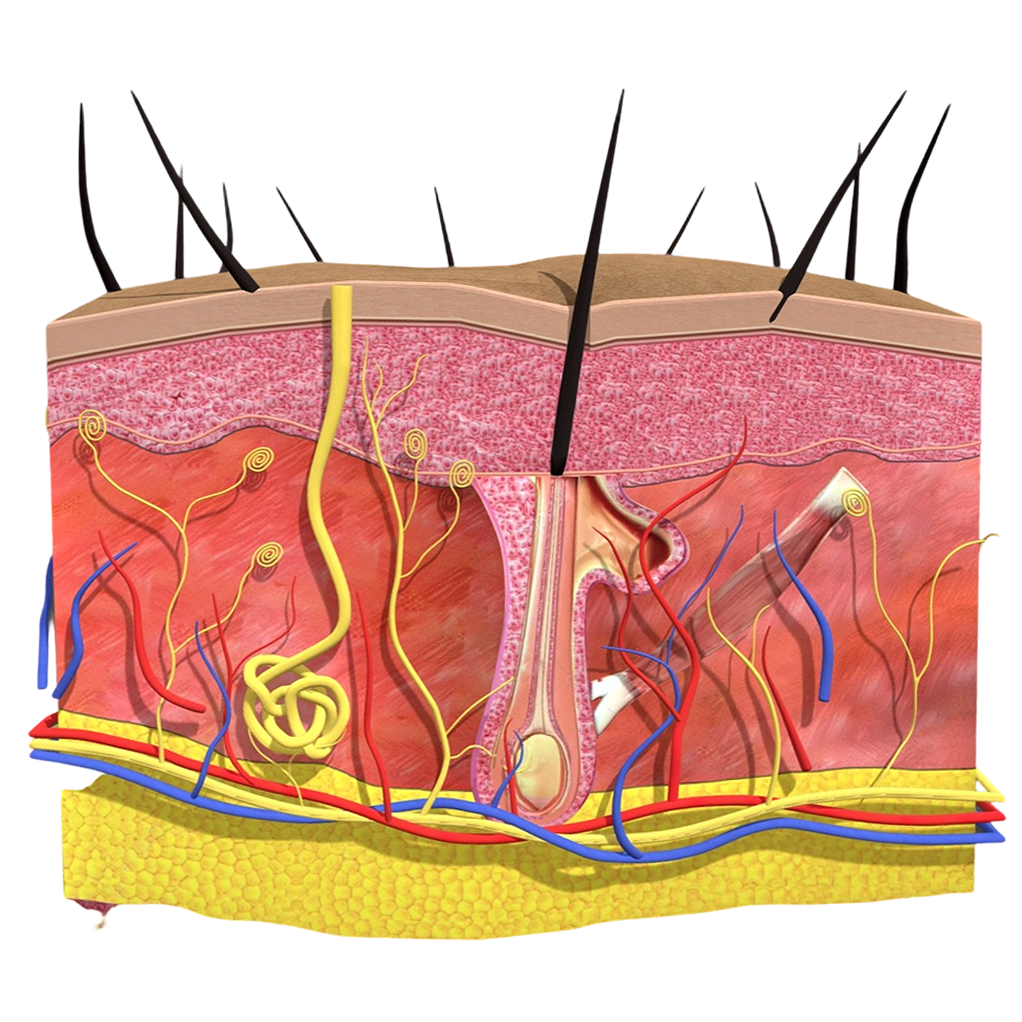 毛发与皮肤解剖3D结构图 | 医学3D模型,医学模型,医学剖面图,皮肤结构,毛发与皮肤解剖结构,皮肤解剖结构,毛发解剖结构,毛囊结构,微观模型,3D模型,3D打印,3D素材,obj,glTF,fbx,dae,stl,3ds,glb,usdz,3dmax,blender模型,VisionPro,3D建模,3D扫描,3d打印模型