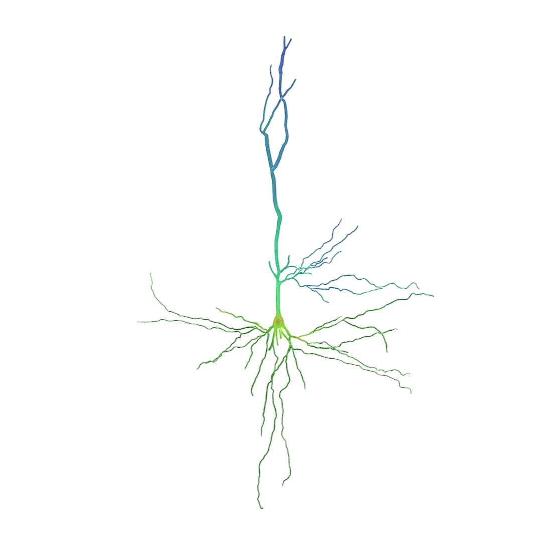 长颈鹿的锥体神经元​ | 神经元,神经元结构,长颈鹿的锥体神经元​,锥体神经元,长颈鹿神经元,神经元3D模型,微观结构图,锥体神经元架构,3D模型,3D打印,3D素材,obj,glTF,fbx,dae,stl,3ds,glb,usdz,3dmax,blender模型,VisionPro,3D建模,3D扫描,3d打印模型