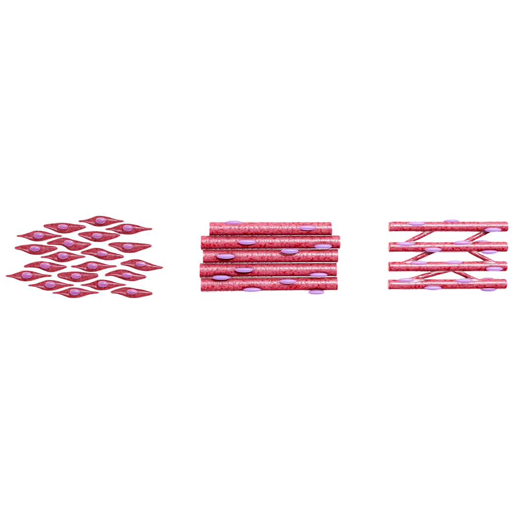 肌肉组织的类型