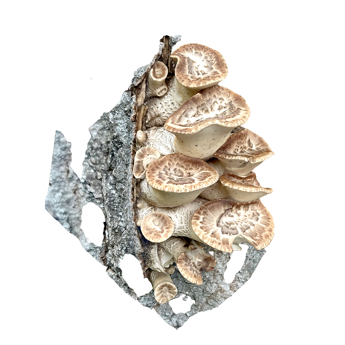 ​​鳞多孔菌 | 蘑菇,蘑菇3D模型,真菌,多孔菌科,PolyporusSquamosus,菌类,鳞多孔菌,腐生真菌,木腐菌,3D模型,3D打印,3D素材,obj,glTF,fbx,dae,stl,3ds,glb,usdz,3dmax,blender模型,VisionPro,3D建模,3D扫描,3d打印模型