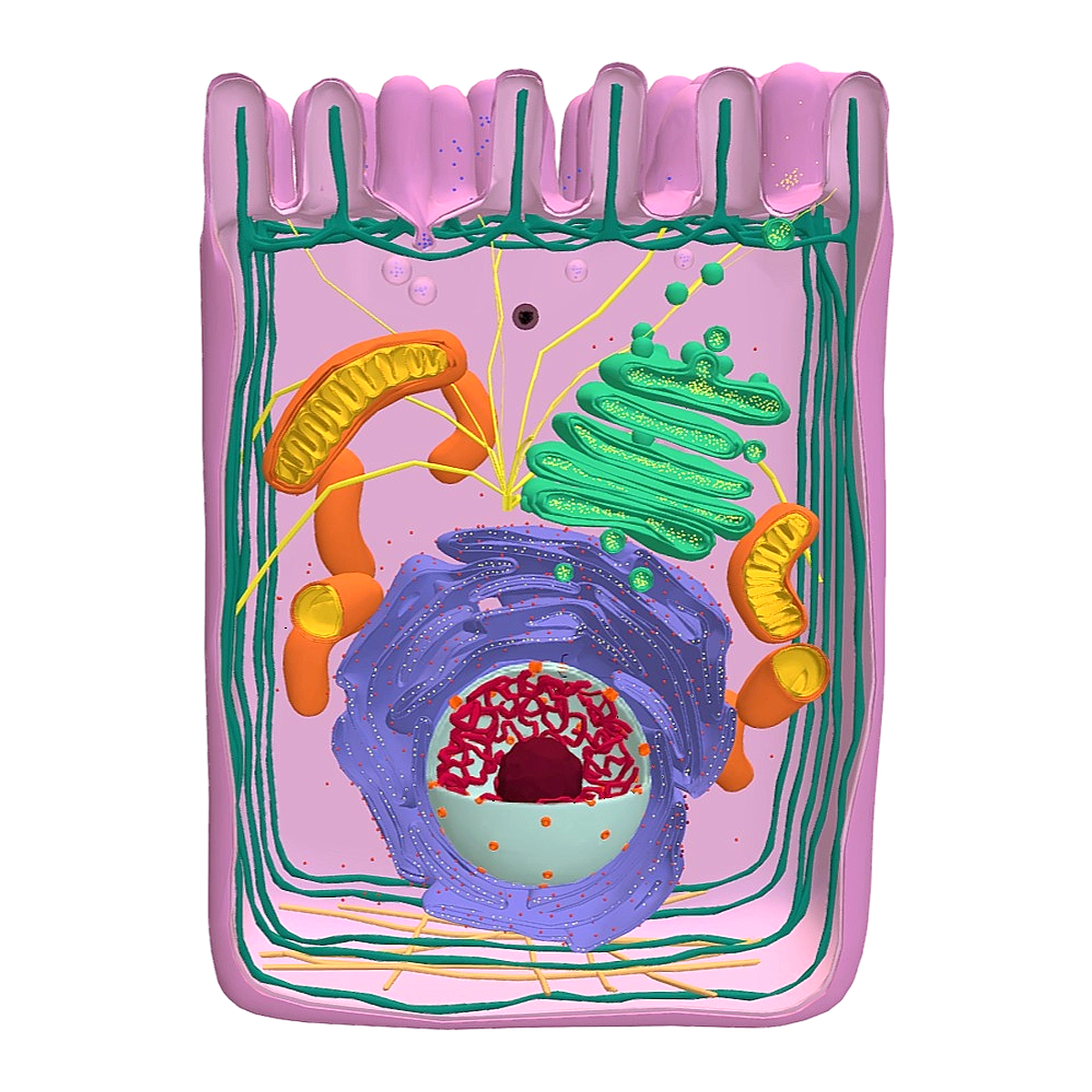 人类真核细胞及其主要组成部分​ 微观剖面3D模型 | 细胞,生物学科普,真核细胞,细胞3D模型,微观剖面图,人类真核细胞,真核细胞组成部分,细胞构成,3D模型,3D打印,3D素材,obj,glTF,fbx,dae,stl,3ds,glb,usdz,3dmax,blender模型,VisionPro,3D建模,3D扫描,3d打印模型