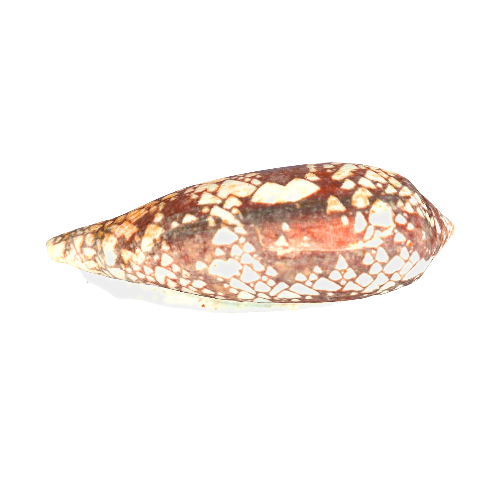 王子芋螺螺壳 | 软体动物,贝壳,螺壳,贝壳3D模型,芋螺科,王子芋螺螺壳,王子芋螺,ConusPrinceps,3D模型,3D打印,3D素材,obj,glTF,fbx,dae,stl,3ds,glb,usdz,3dmax,blender模型,VisionPro,3D建模,3D扫描,3d打印模型