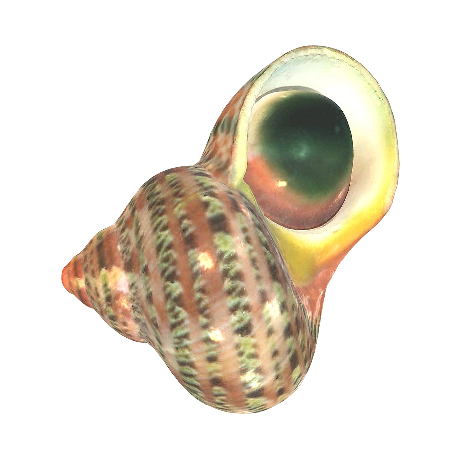 ​挂毯涡螺螺壳 | 软体动物,贝壳,螺壳,贝壳3D模型,​挂毯涡螺螺壳,​挂毯涡螺,TurboSetosus,涡螺科,3D模型,3D打印,3D素材,obj,glTF,fbx,dae,stl,3ds,glb,usdz,3dmax,blender模型,VisionPro,3D建模,3D扫描,3d打印模型