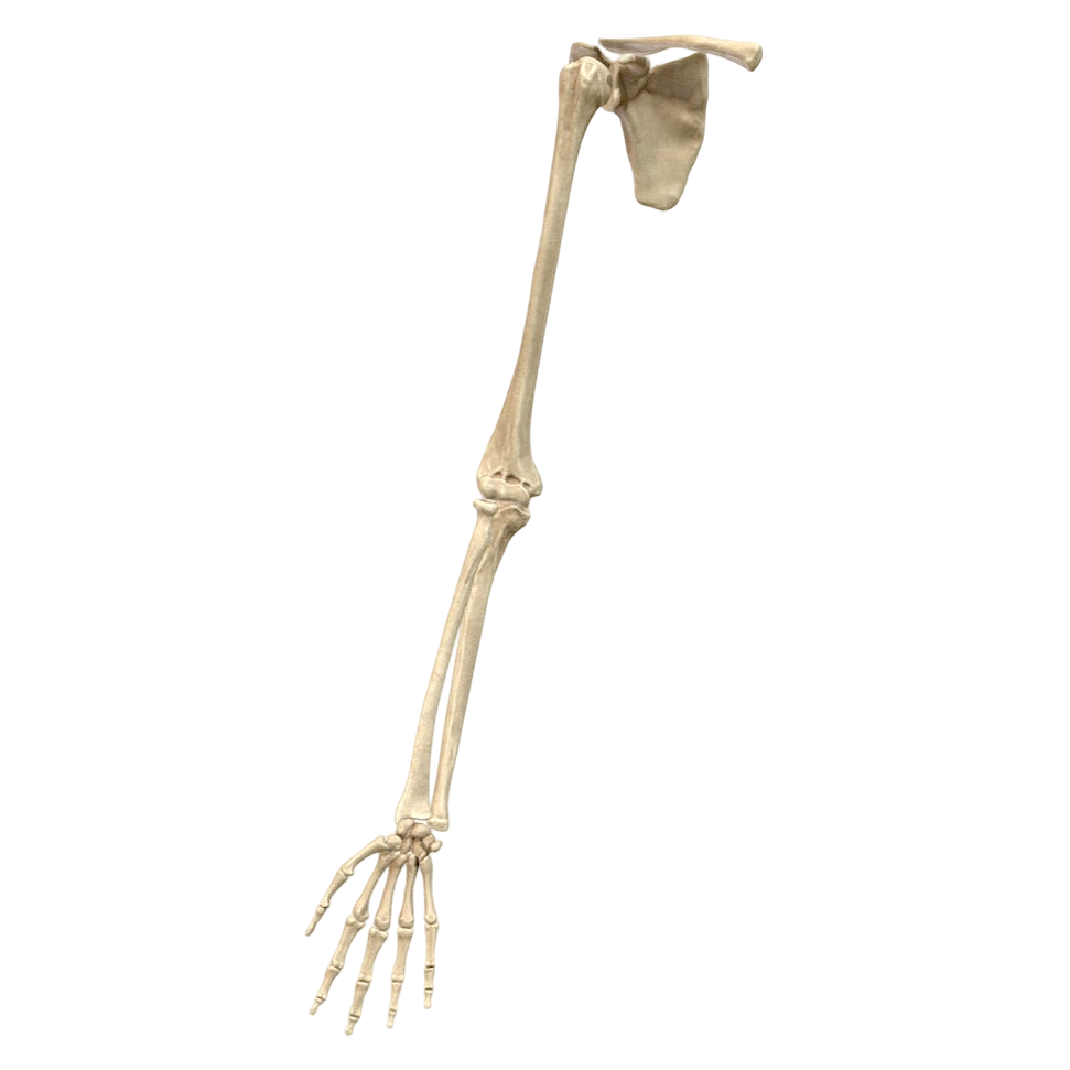 上肢的骨骼 医学3D模型