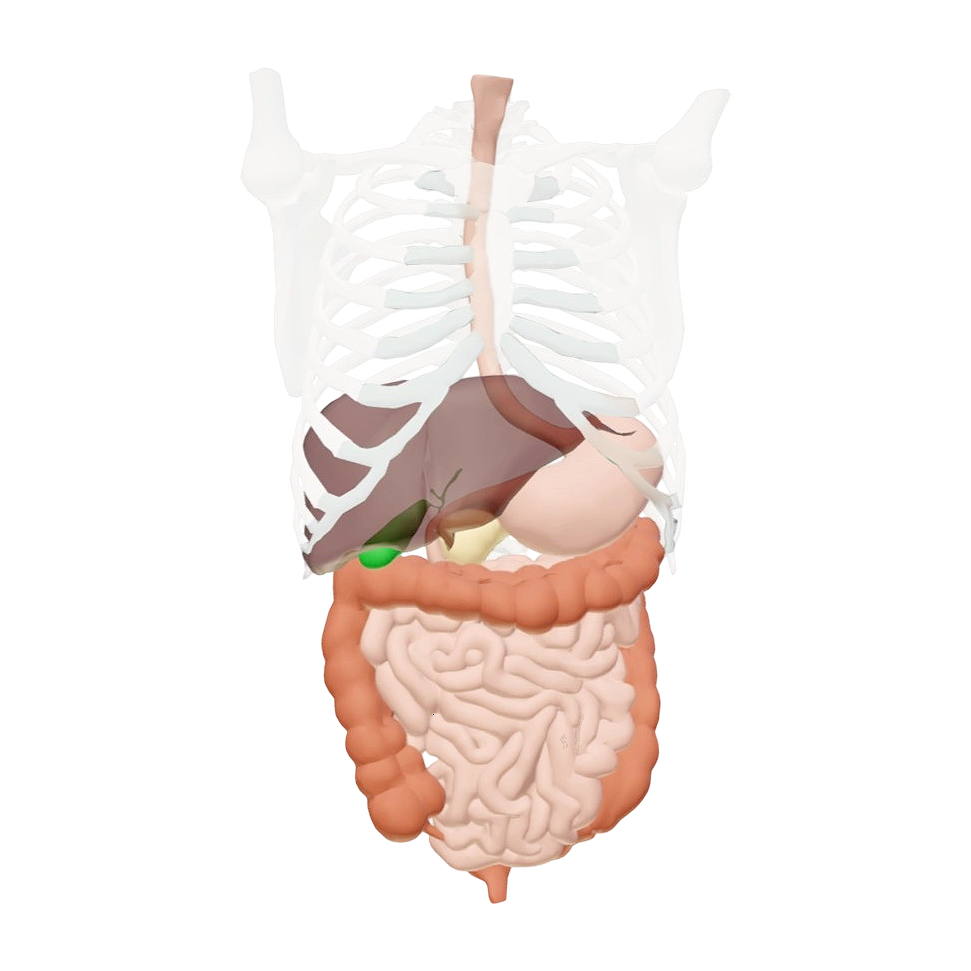 人体消化道 医学3D透视模型