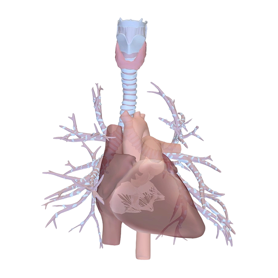 心脏与呼吸道 医学3D透视模型