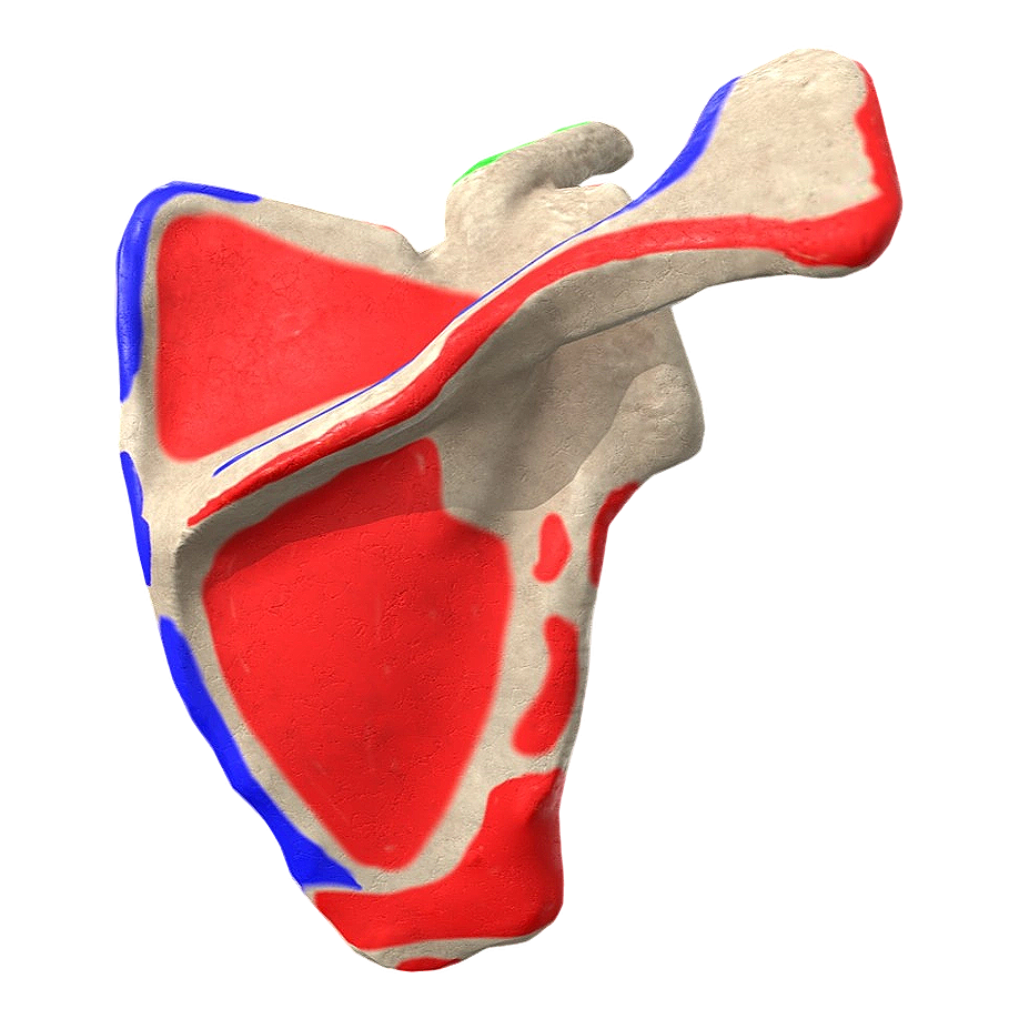带有标识肩胛骨 医学3D模型