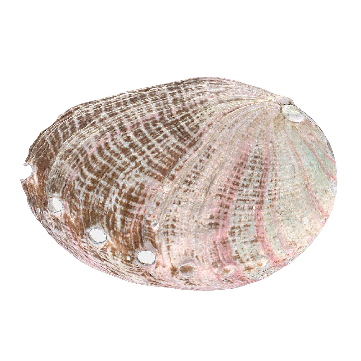 黑鲍贝壳