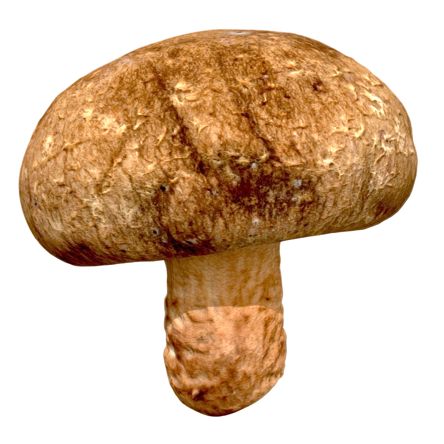 香菇