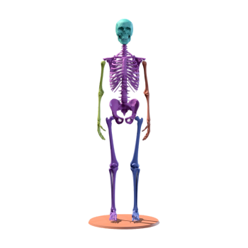 染色人体骨骼（可3D打印）