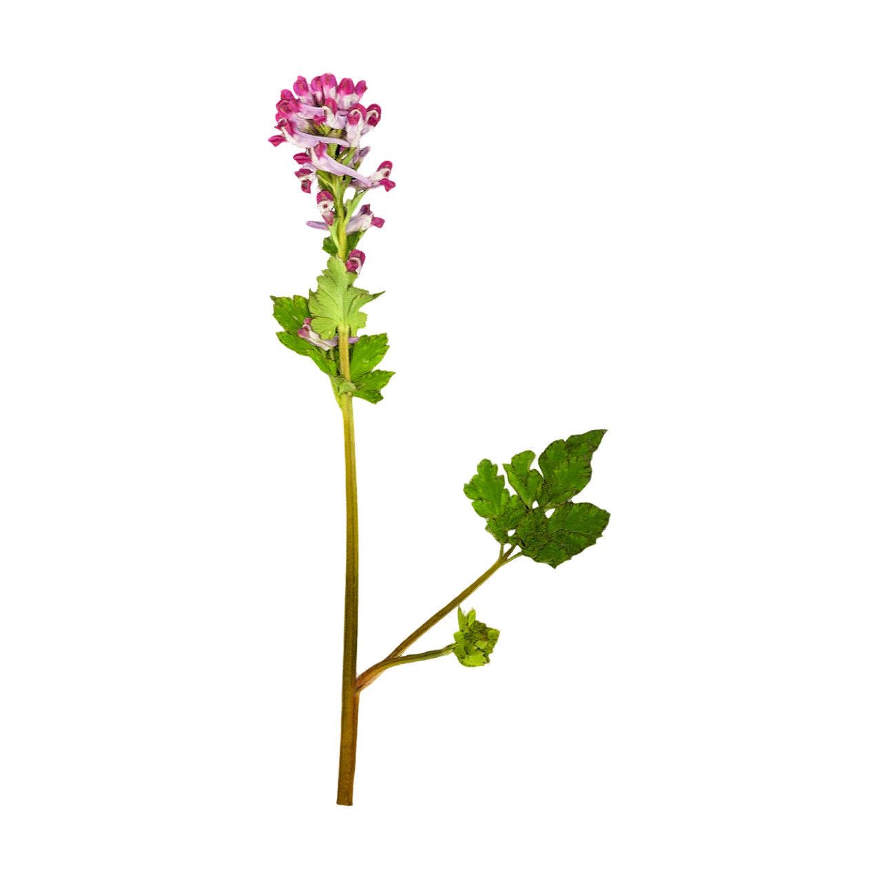 刻叶紫堇标本 | 植物,草本植物,植物3D模型,植物标本,罂粟科,刻叶紫堇标本,刻叶紫堇,CorydalisIncisaPers,3D模型,3D打印,3D素材,obj,glTF,fbx,dae,stl,3ds,glb,usdz,3dmax,blender模型,VisionPro,3D建模,3D扫描,3d打印模型