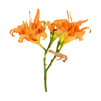宽叶萱草花标本
