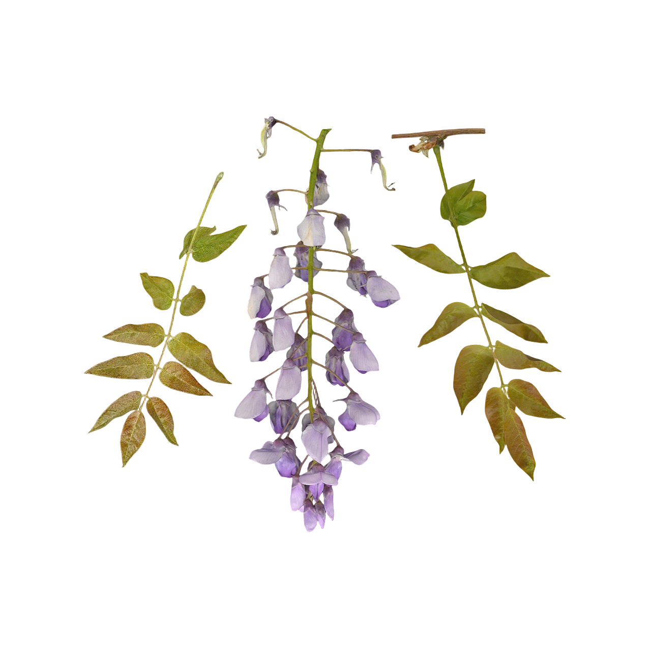 短梗紫藤花 | 花卉,植物3D模型,豆科,藤本植物,短梗紫藤花,短梗紫藤,WisteriaBrachybotrysSiebold&Zucc,3D模型,3D打印,3D素材,obj,glTF,fbx,dae,stl,3ds,glb,usdz,3dmax,blender模型,VisionPro,3D建模,3D扫描,3d打印模型