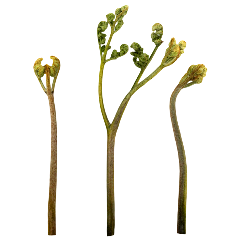 西方蕨 | 植物,植物3D模型,植物标本,标本,蕨类植物,蕨,PteridiumAquilinumsubsp.Aquilinum,蕨科,3D模型,3D打印,3D素材,obj,glTF,fbx,dae,stl,3ds,glb,usdz,3dmax,blender模型,VisionPro,3D建模,3D扫描,3d打印模型