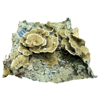 叶状蒙特雷珊瑚