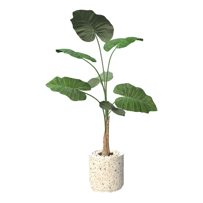 滴水观音盆栽 | 盆栽,植物,绿植,盆栽3D模型,室内盆栽,室内绿植,海芋,滴水观音,滴水观音盆栽,海芋盆栽,3D模型,3D打印,3D素材,obj,glTF,fbx,dae,stl,3ds,glb,usdz,3dmax,blender模型,VisionPro,3D建模,3D扫描,3d打印模型