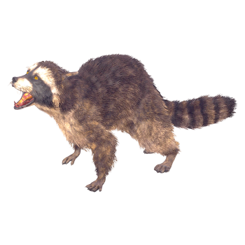 逼真的浣熊（3D动画模型）