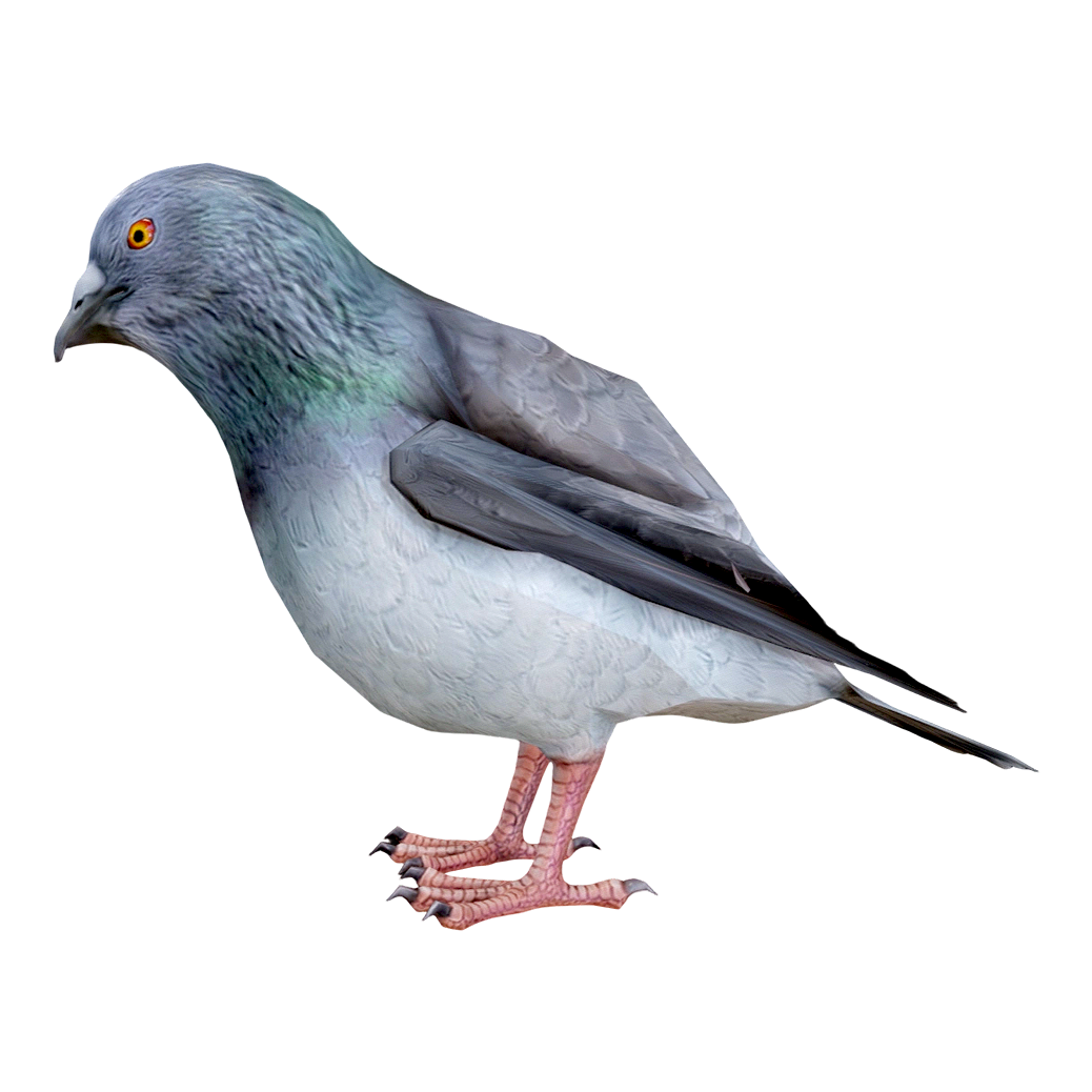 鸽子（3D动画模型） | 动画模型,动物,鸽子,鸟类动物,3D动画模型,动物动画模型,鸽子3D动画模型,鸽子模型,3D模型,3D打印,3D素材,obj,glTF,fbx,dae,stl,3ds,glb,usdz,3dmax,blender模型,VisionPro,3D建模,3D扫描,3d打印模型