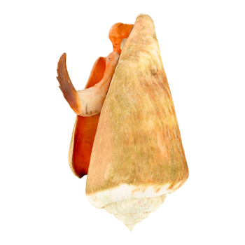 红口凤凰螺标本