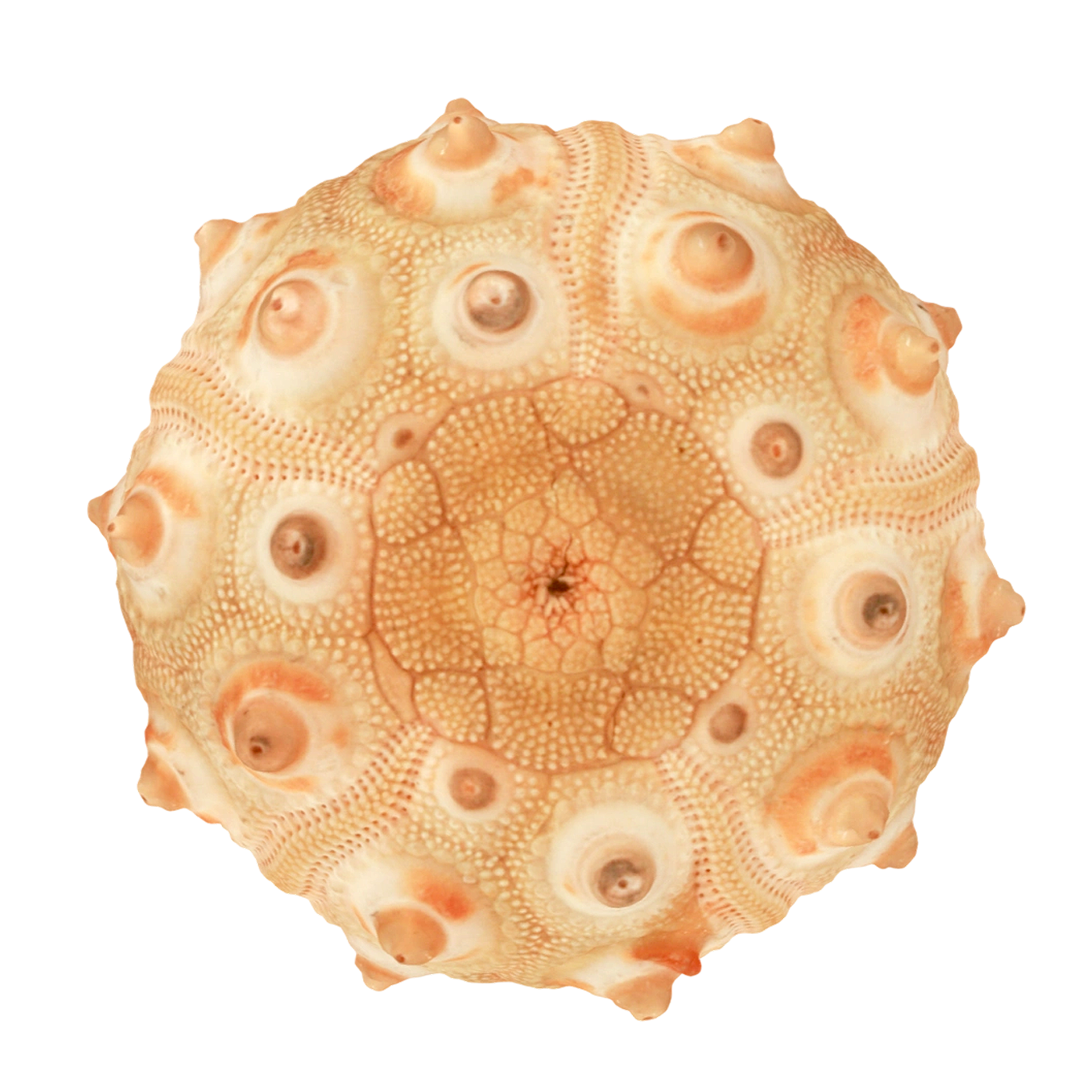 海胆骨架标本 | 海洋生物,骨架3D模型,骨架标本,标本,海胆,海胆3D模型,生物学科普,海胆骨架标本,海胆骨头,3D模型,3D打印,3D素材,obj,glTF,fbx,dae,stl,3ds,glb,usdz,3dmax,blender模型,VisionPro,3D建模,3D扫描,3d打印模型