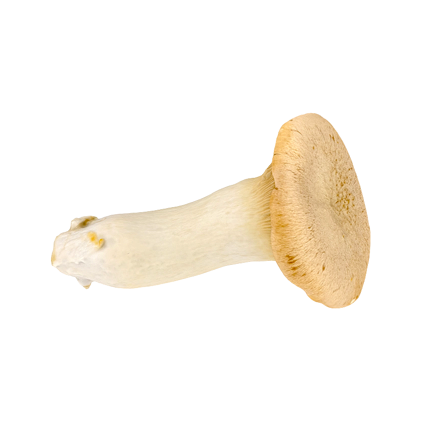 杏鲍菇 | 食材,蘑菇,真菌,侧耳科,杏鲍菇,PleurotusEryngii,干贝菇,平菇王,3D模型,3D打印,3D素材,obj,glTF,fbx,dae,stl,3ds,glb,usdz,3dmax,blender模型,VisionPro,3D建模,3D扫描,3d打印模型