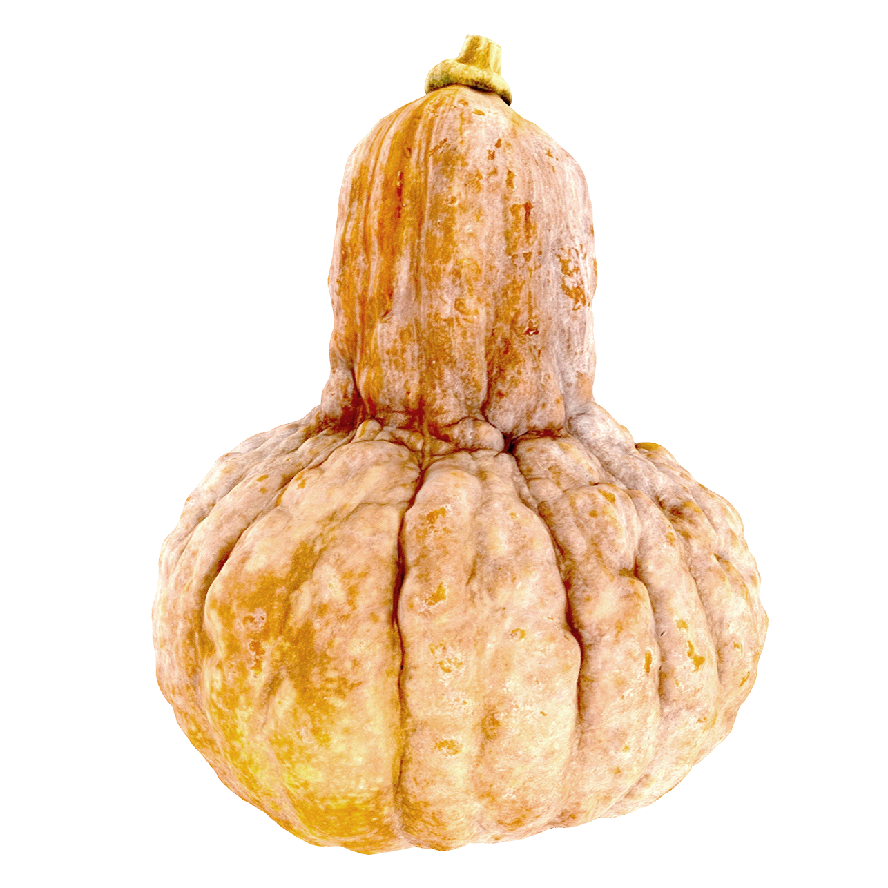 石狮谷南瓜 | 果实,蔬菜,果蔬,植物,食材,南瓜3D模型,南瓜,石狮谷南瓜,皱皮南瓜,3D模型,3D打印,3D素材,obj,glTF,fbx,dae,stl,3ds,glb,usdz,3dmax,blender模型,VisionPro,3D建模,3D扫描,3d打印模型