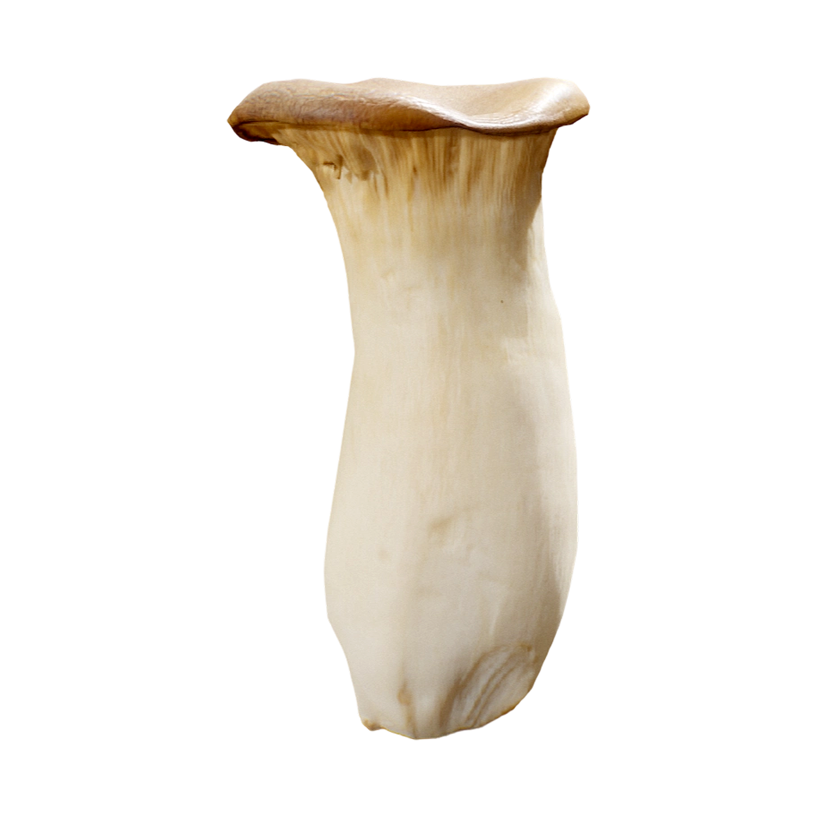 杏鲍菇 | 食材,蘑菇,蘑菇3D模型,真菌,鸡腿菇,杏鲍菇,3D模型,3D打印,3D素材,obj,glTF,fbx,dae,stl,3ds,glb,usdz,3dmax,blender模型,VisionPro,3D建模,3D扫描,3d打印模型