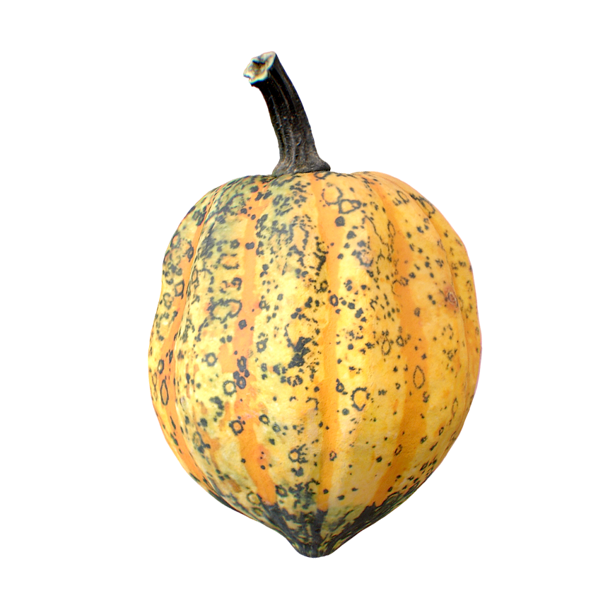橡子南瓜 | 蔬菜,果蔬,食材,瓜果,南瓜3D模型,南瓜,橡子南瓜,3D模型,3D打印,3D素材,obj,glTF,fbx,dae,stl,3ds,glb,usdz,3dmax,blender模型,VisionPro,3D建模,3D扫描,3d打印模型