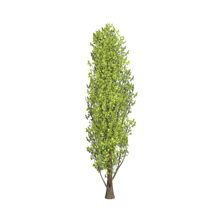 杨树 | 植物,树木,树木3D模型,杨树,沙漠植物,杨树3D模型,3D模型,3D打印,3D素材,obj,glTF,fbx,dae,stl,3ds,glb,usdz,3dmax,blender模型,VisionPro,3D建模,3D扫描,3d打印模型