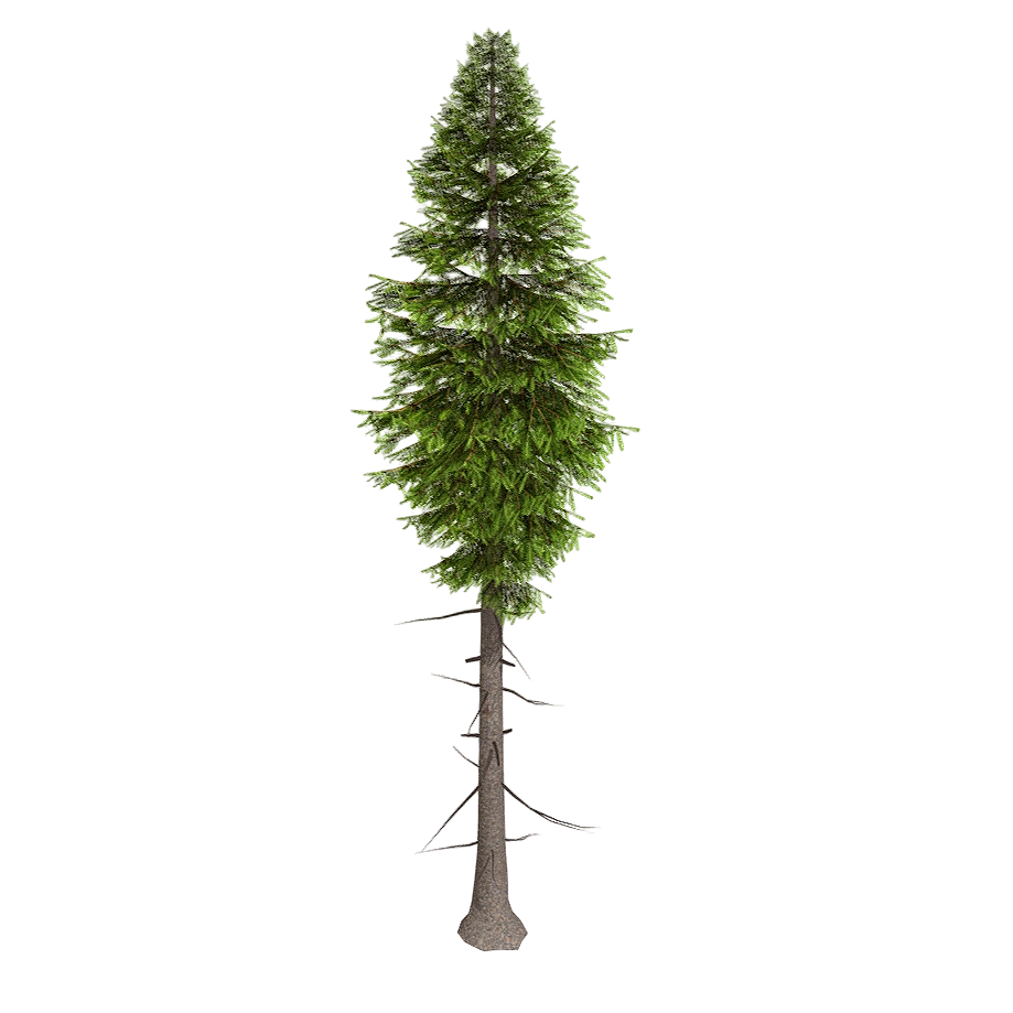 冷杉 | 植物,杉木,杉树,树木,树木3D模型,冷杉,高地树木,冷杉3D模型,3D模型,3D打印,3D素材,obj,glTF,fbx,dae,stl,3ds,glb,usdz,3dmax,blender模型,VisionPro,3D建模,3D扫描,3d打印模型