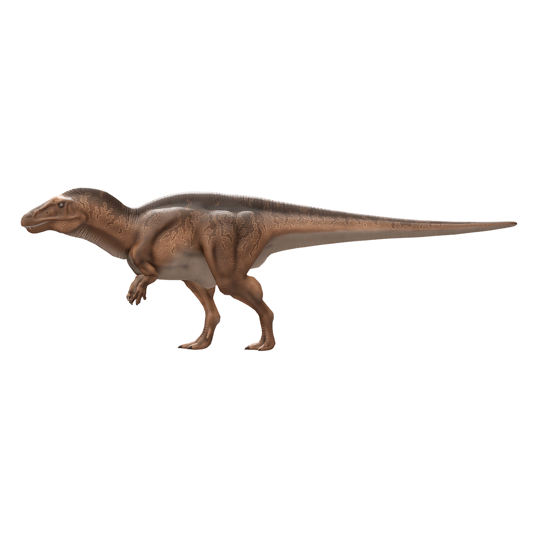 高棘龙（3D动画模型）3D模型预览图，支持blend,fbx,glb,gltf,stl格式下载