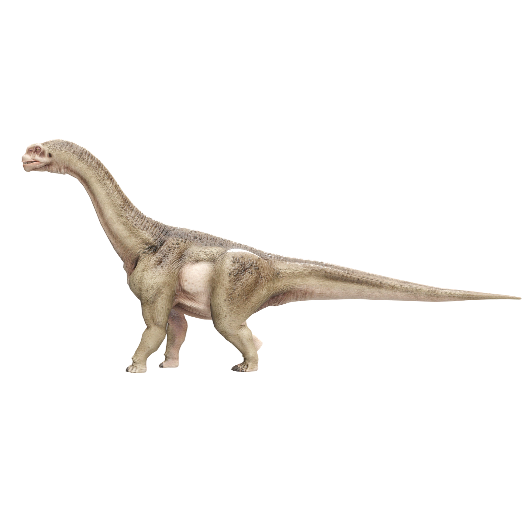 圆顶龙（3D动画模型）3D模型预览图，支持blend,fbx,glb,gltf,stl格式下载