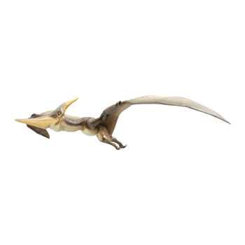 无齿翼龙（3D动画模型）