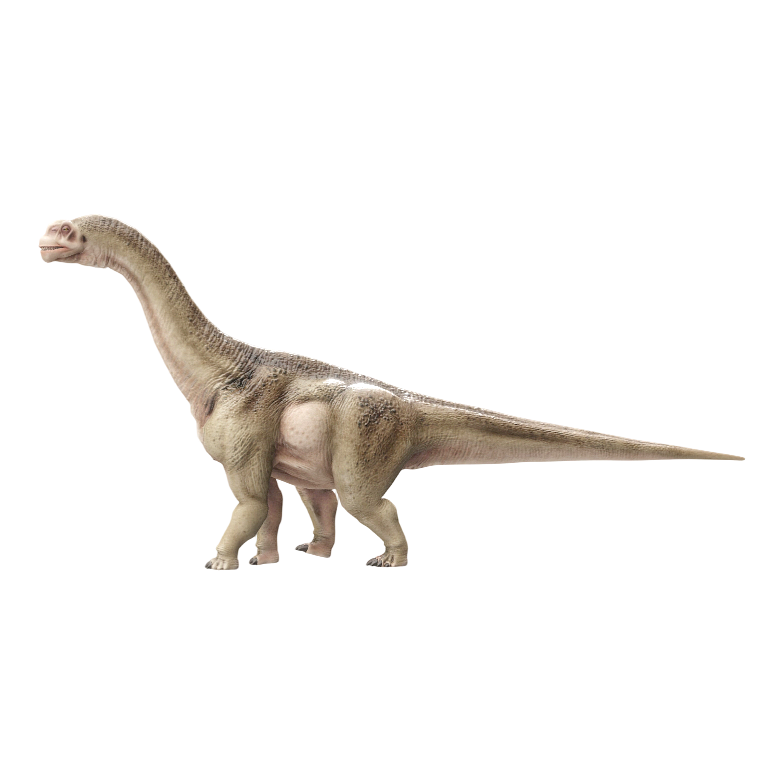 圆顶龙（3D动画模型）3D模型预览图，支持stl,blend,fbx,glb,gltf格式下载